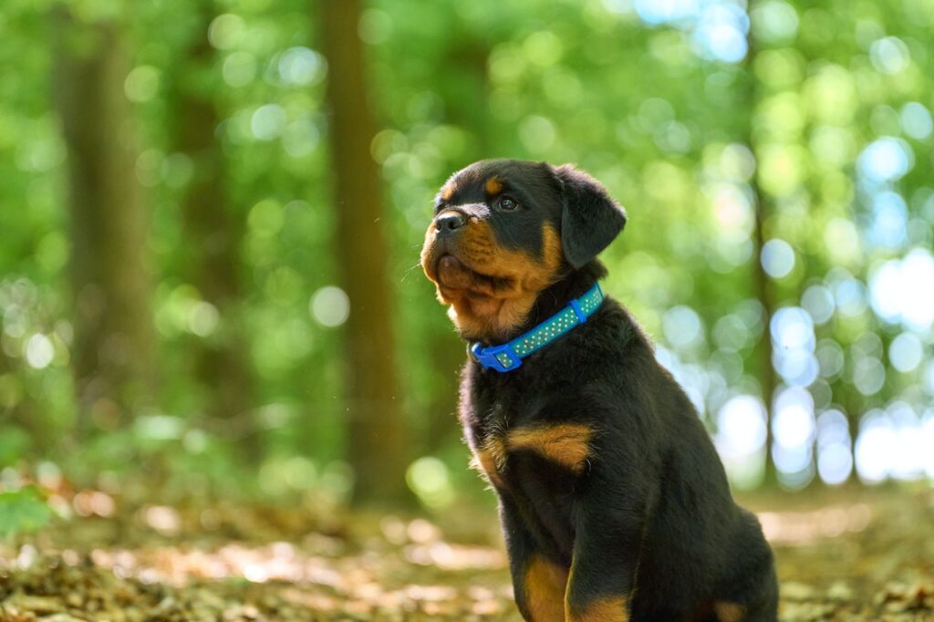 Rottweilers