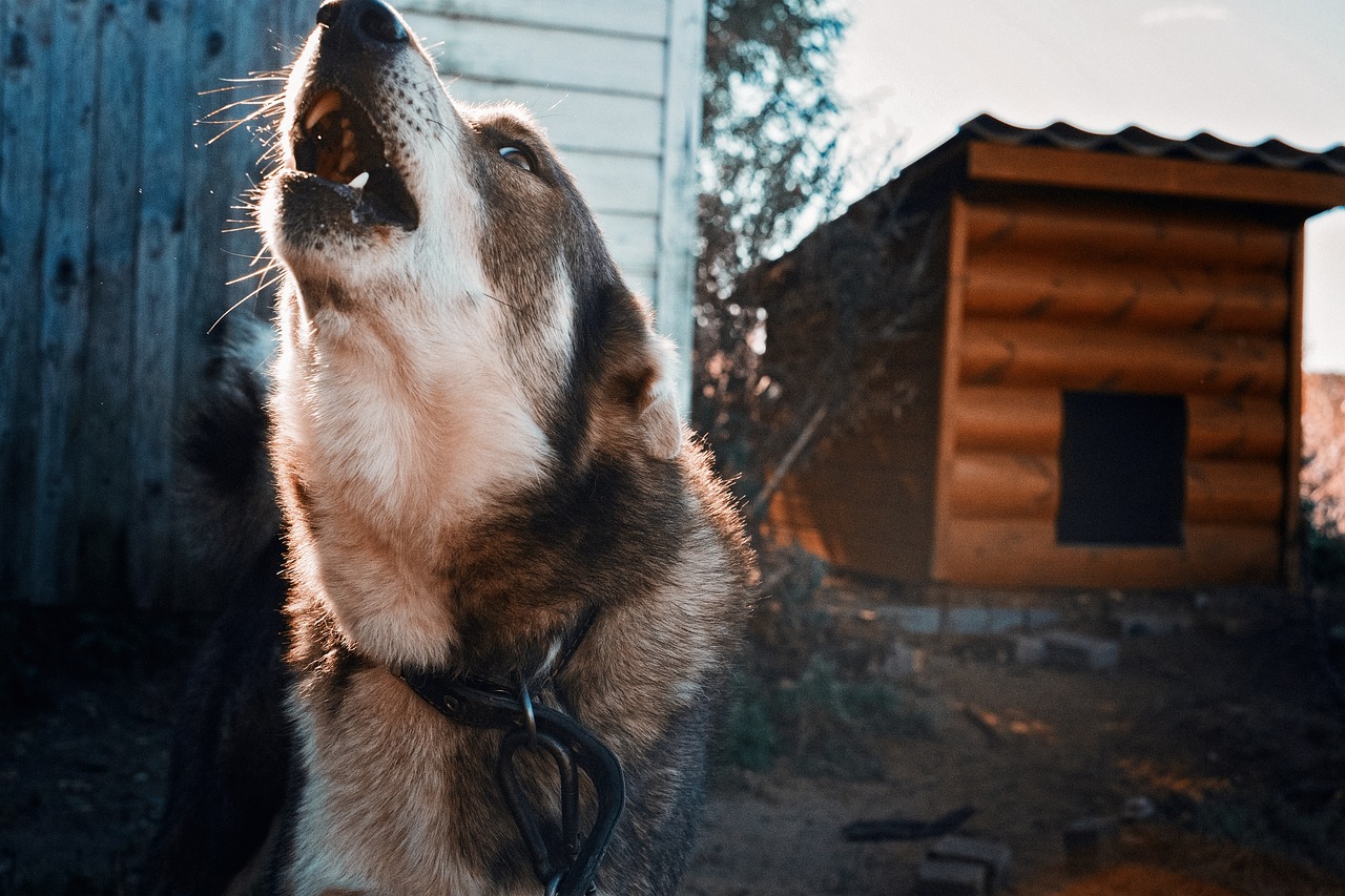 dog howling