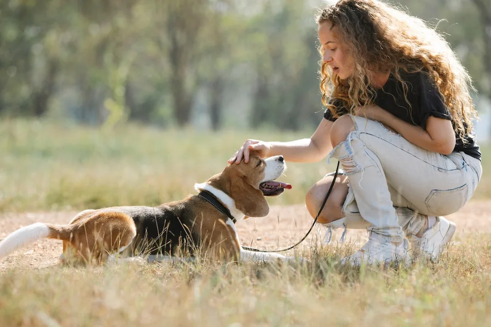 Owner teaching basic commands to their dog