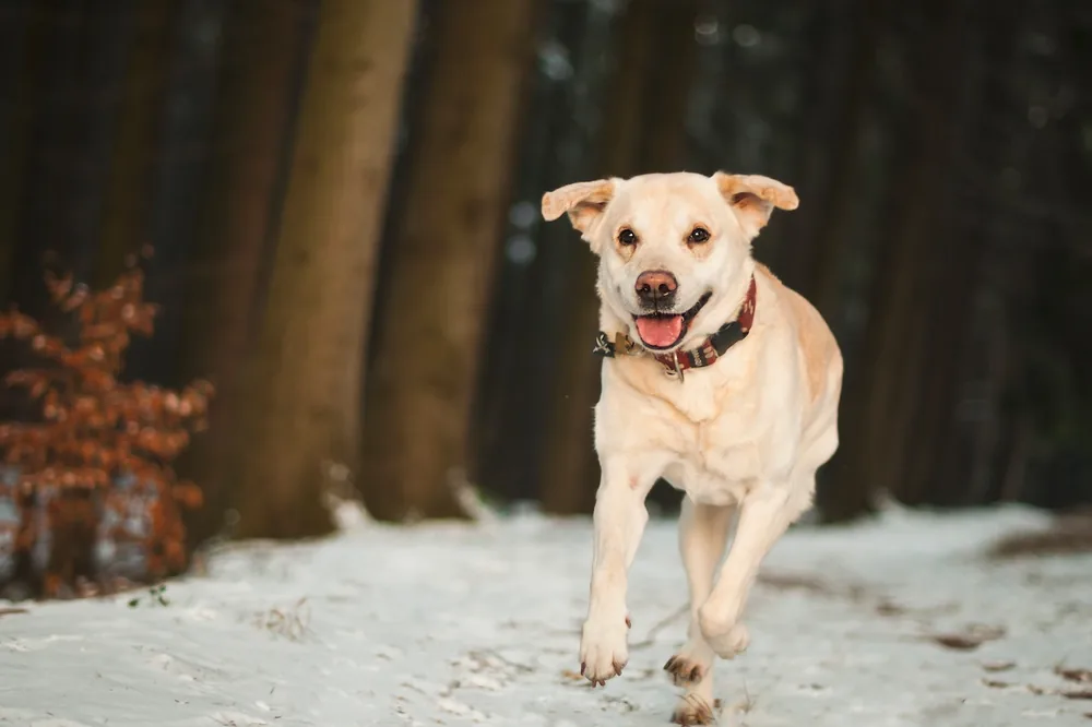 Dog running back to owner on command