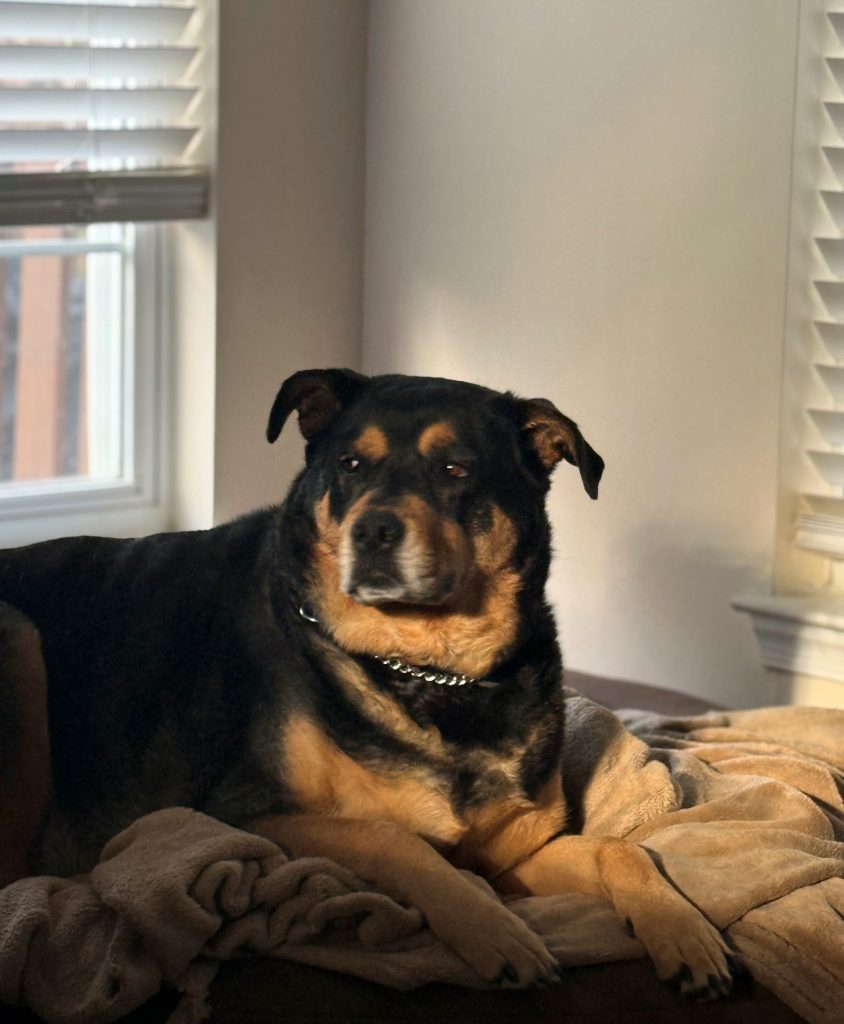 Kai, our resident rescue dog, basking in golden window light