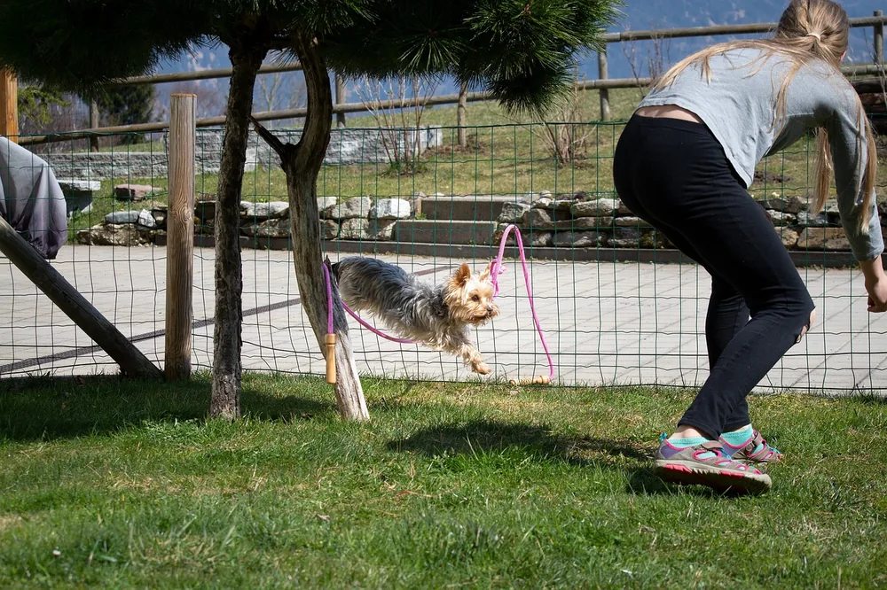 Two dogs socializing in a park