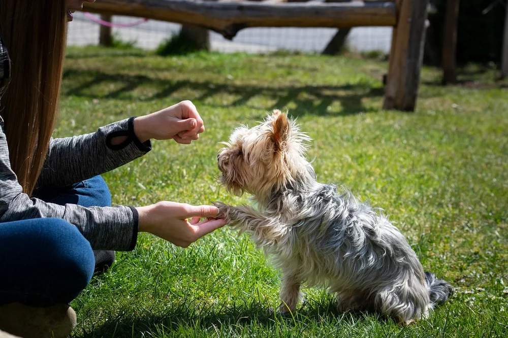 Dog in a structured training session