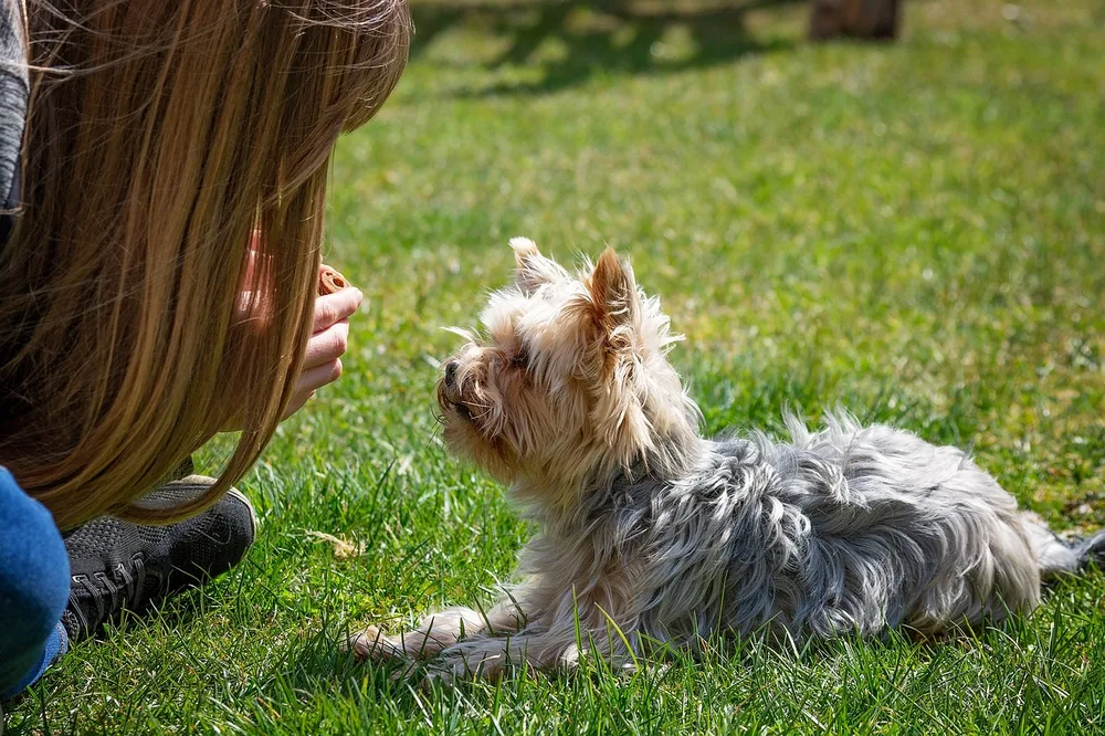 Owner bonding with dog in a park