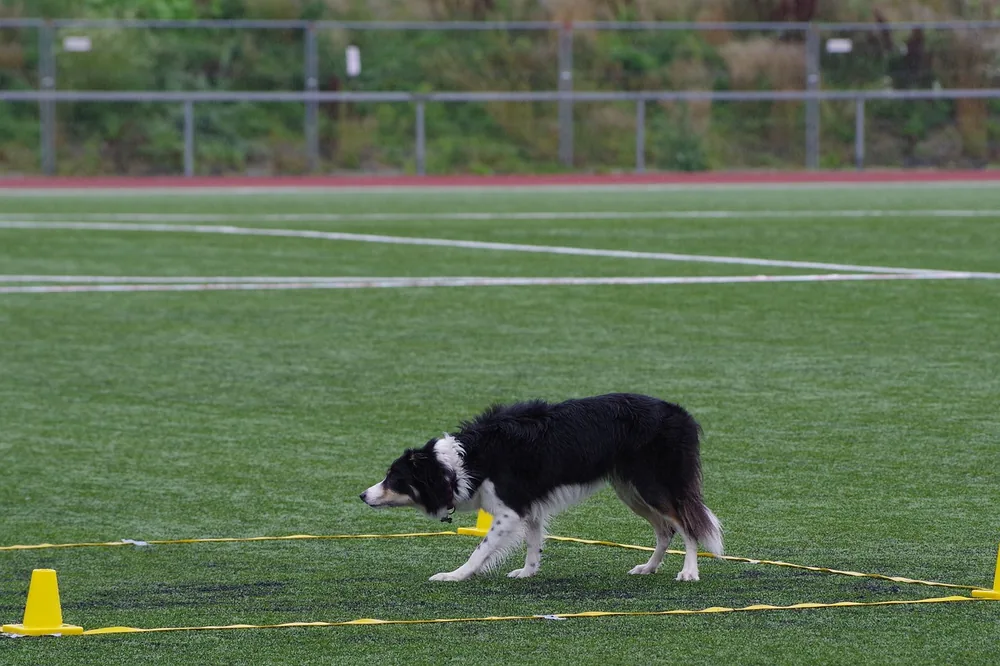 Dog holding a stay command outdoors