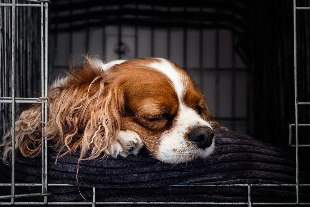 Puppy resting peacefully in a crate at night